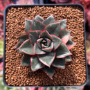Echeveria 'Monocerotis' Lightly Variegated 2" Succulent Plant
