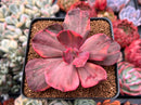Echeveria 'Red Phoenix' Variegated 4" Succulent Plant