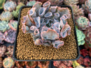 Echeveria 'Trumpet Pinky' 4" Succulent Plant