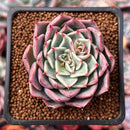 Echeveria 'Pink Ice' 1"-2" Succulent Plant