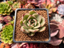 Echeveria Agavoides 'Padma' 2" Succulent Plant