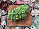 Pachyphytum 'Compactum' Crested 3" Succulent Plant