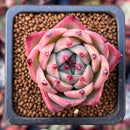 Echeveria 'Flora' 1" Succulent Plant