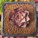 Echeveria 'Longissima' 1" Small Succulent Plant