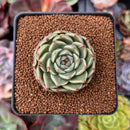 Echeveria 'Silver Ebony' 2" Succulent Plant
