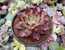 Echeveria Agavoides 'Red Plum' 4" Succulent Plant