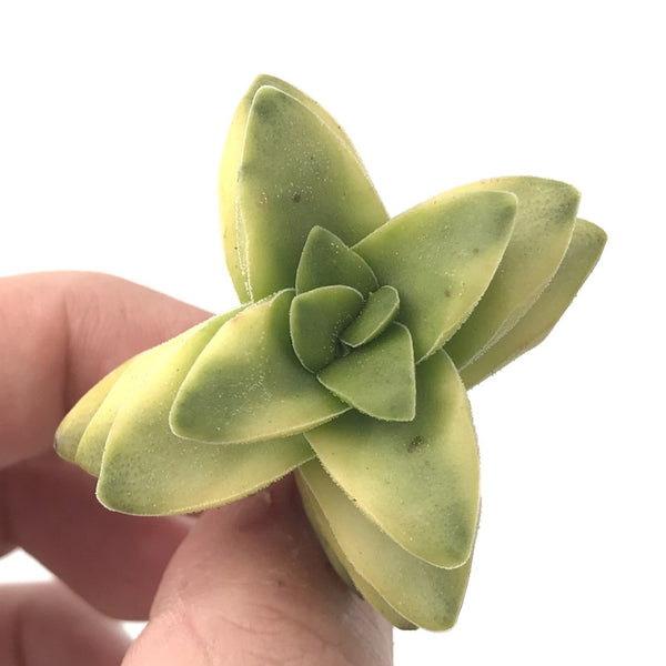 Crassula 'Spring Time’ Variegated 1"-2" Small Succulent Plant