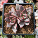 Echeveria sp. 1" Cluster Succulent Plant