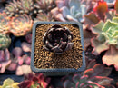 Echeveria 'Blackbird' 1" Succulent Plant