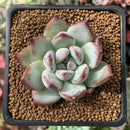 Echeveria 'Colorata' 1" Succulent Plant