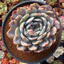Echeveria 'Orange Monroe' 6" Powdery Extra Large Succulent Plant
