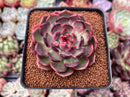 Echeveria Agavoides 'Black Queen' Round-Leaf 2" Succulent Plant