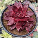 Echeveria Agavoides 'Luming' 4"-5" Succulent Plant