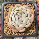 Echeveria sp. 1" Succulent Plant