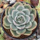 Echeveria 'White Champaign' 5" Large Succulent Plant