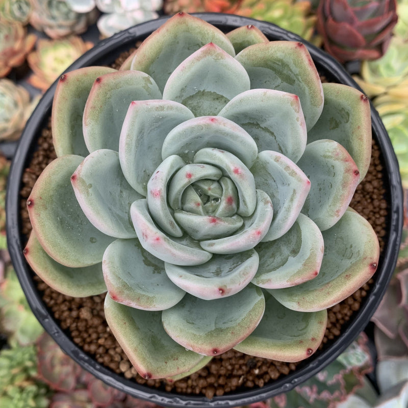 large rosette succulent Echeveria 'White Champaign' 5" Large Succulent Plant