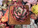Echeveria Agavoides 'La Vie en Rose' 3" Succulent Plant