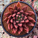 Echeveria Agavoides 'Pysche 4" Succulent Plant