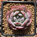 Echeveria 'Horizon' 2" Succulent Plant
