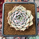 Echeveria 'Blackball' 2" Succulent Plant