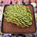 Echeveria Agavoides 'Gilva' Crested 3" Succulent Plant