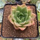 Echeveria Agavoides 'Hongja' 2" Succulent Plant