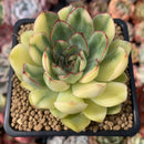 Echeveria 'Pulidonis' Variegated 2"-3" Succulent Plant