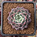 Echeveria Agavoides 'Plum Rose' 2" Succulent Plant