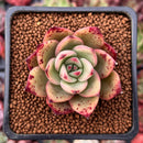 Echeveria Agavoides 'Padma' 2" Succulent Plant