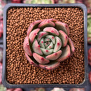 Echeveria Agavoides 'Cinnamon' 1" Succulent Plant