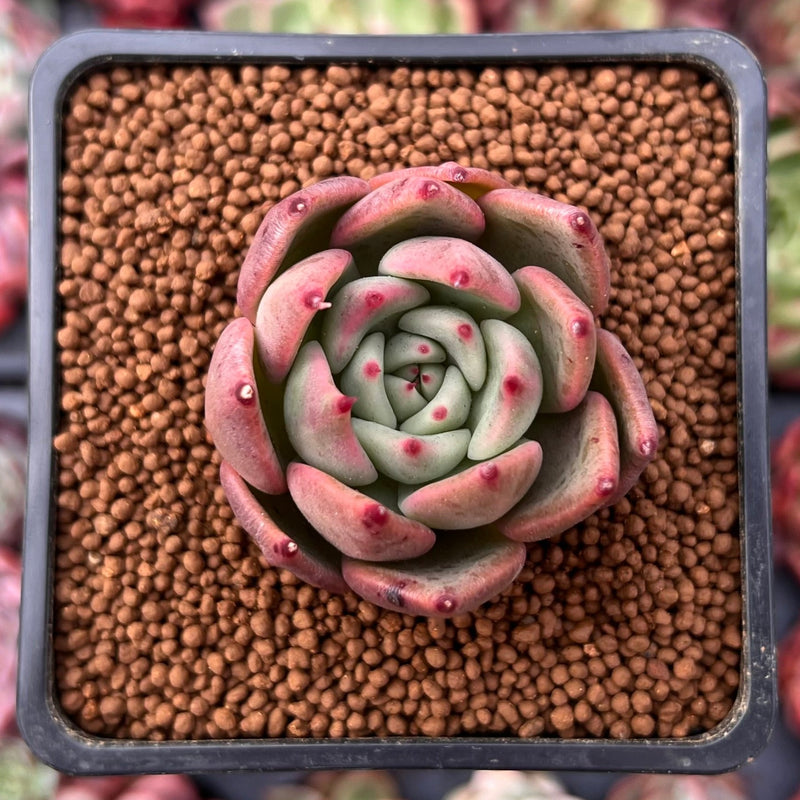 cinnamon and succulents Echeveria Agavoides 'Cinnamon' 1" Succulent Plant – True Succulents Plant Co
