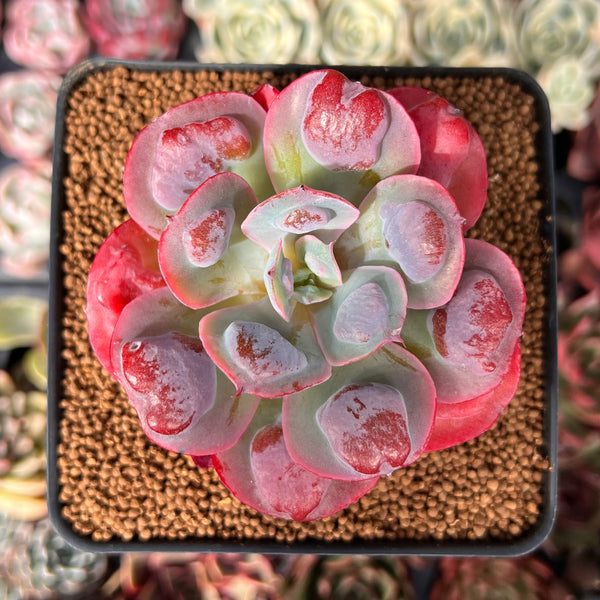 Echeveria 'Hearts Delight' 2"-3" Succulent Plant