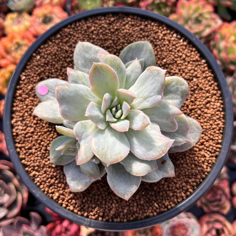 succulents in watsonville Graptoveria 'Harry Watson' Mutated 4" Succulent Plant – True Succulents Plant Co