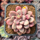 Echeveria 'Polari Heart' 2" Succulent Plant