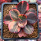 Echeveria 'Primadonna' Variegated 2" Succulent Plant