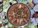 Echeveria Agavoides 'Helia' 5" Large Succulent Plant