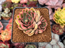 Echeveria 'Butterfly' 2"-3" Cluster Succulent Plant