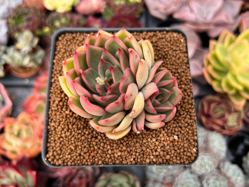 succulent butterfly plant Echeveria 'Butterfly' 2"-3" Cluster Succulent Plant