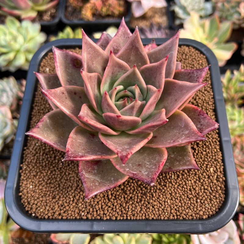 5 star succulents Echeveria Agavoides 'Jade Star' Selected Clone 4"-5" Succulent Plant
