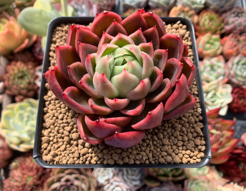 succulent witch Echeveria Agavoides 'Red Witch' 3" Succulent Plant – True Succulents Plant  Co