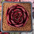 Echeveria 'Black Tan' 2" Selected Clone Succulent Plant