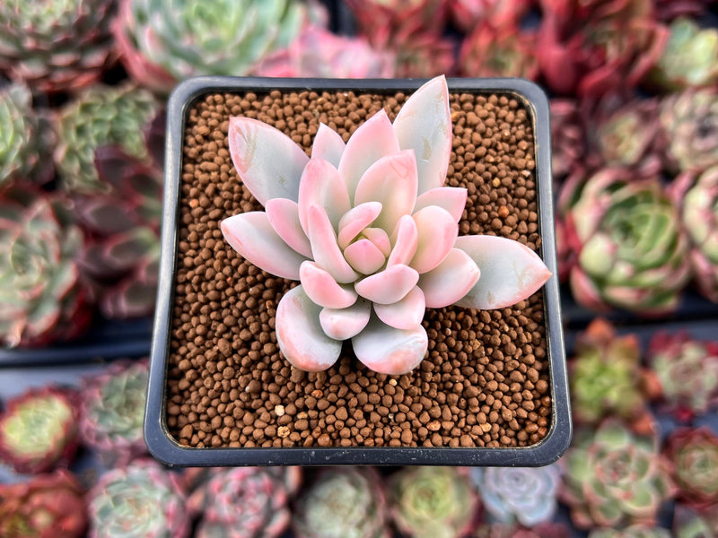 powder puff succulent Pachyveria 'Powder Puff' Variegated 1"-2" Powdery Succulent Plant – True  Succulents Plant Co