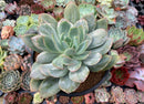 Echeveria 'Luella' Variegated 5" Large Succulent Plant