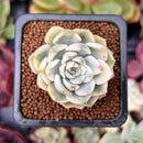 Echeveria 'Tinkerbell' Variegated 1" Succulent Plant