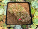 Echeveria 'Lucinda' Crested 2"-3" Succulent Plant