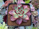 Echeveria Agavoides 'Red Beach' 3" Succulent Plant