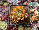 Echeveria Agavoides 'Wax' 2" Succulent Plant