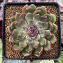 Echeveria 'Black Queen' Hybrid 2"-3" Succulent Plant
