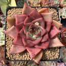 Echeveria Agavoides 'Romeo' 4" Succulent Plant