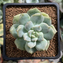 Echeveria 'Cream Puff' 2" Succulent Plant